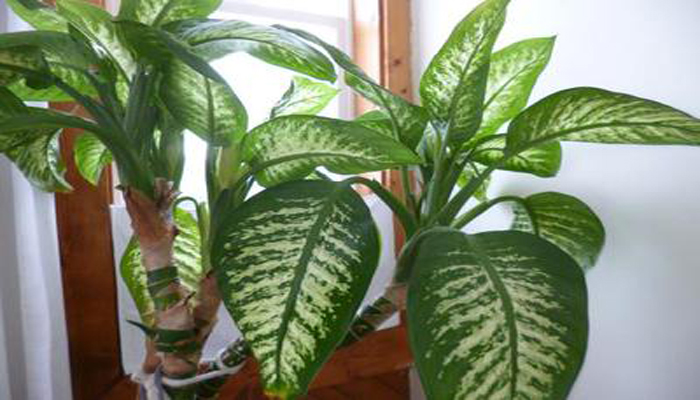 Dieffenbachia