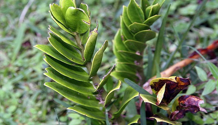 Zamioculcas Zamiifolia