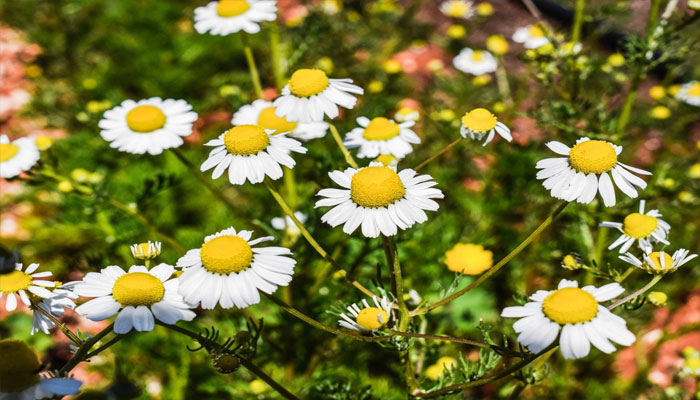 Top 10 Plantas Para Ayudarte A Dormir
Tranquilo Y Combatir El Insomnio