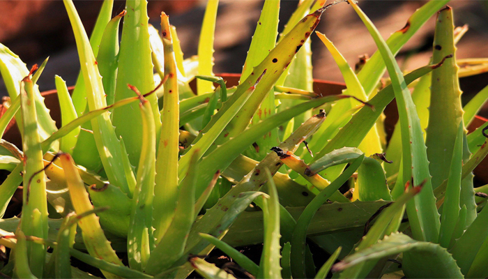 Aloe Vera Planta decorativa para Cuartos