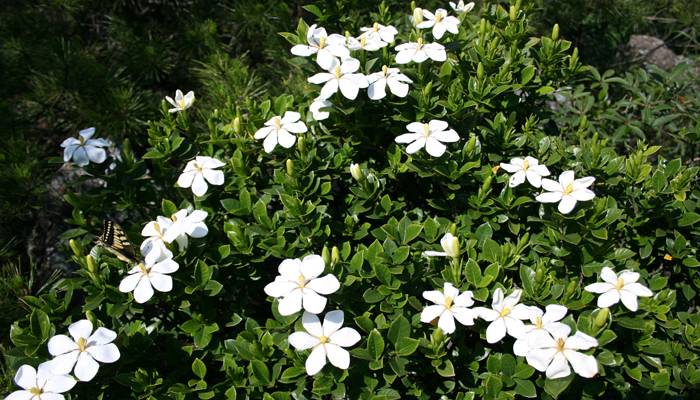 Gardenia planta con Flores para Dormitorios