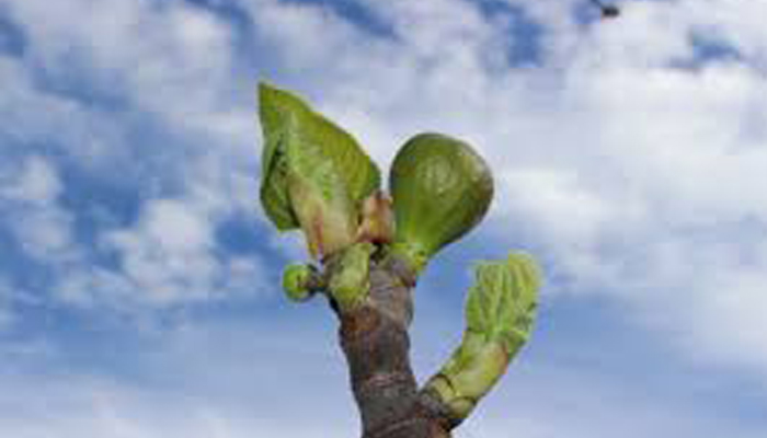 Higo Llorón planta decorativa de habitacion