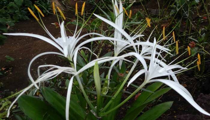 Hymenocallis littoralis planta araña planta para cuartos