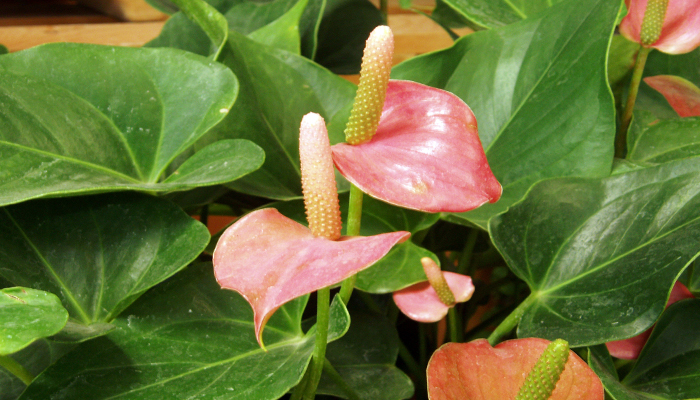 Lirio de la paz Anthurium Andraenum Planta para dormitorio