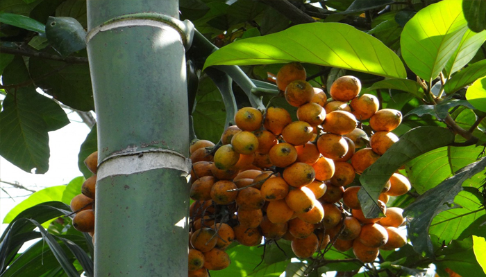 Palma Areca planta para dormitorios