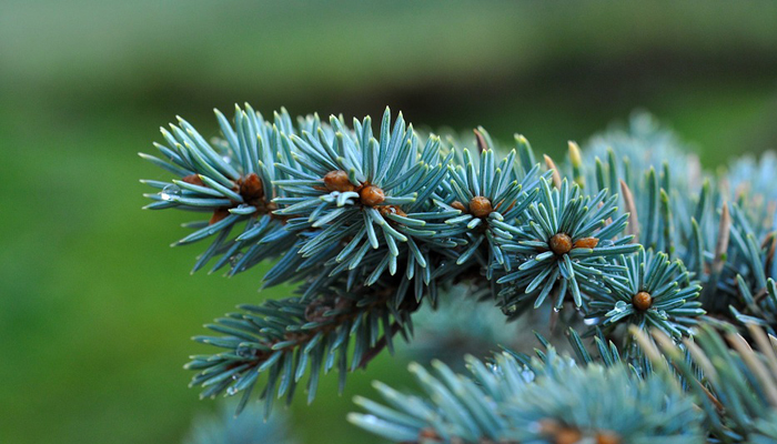 Palmera datilera enana