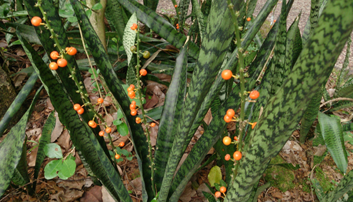 Sansevieria (Planta Serpiente) planta para decorar habitaciones