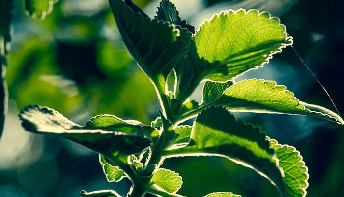 planta alimenticia para el hígado