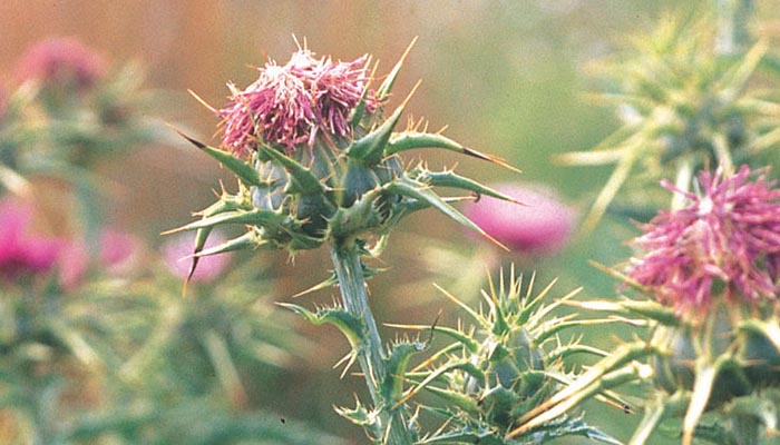 planta sanadora de hígado