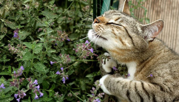 Plantas Para Gatos