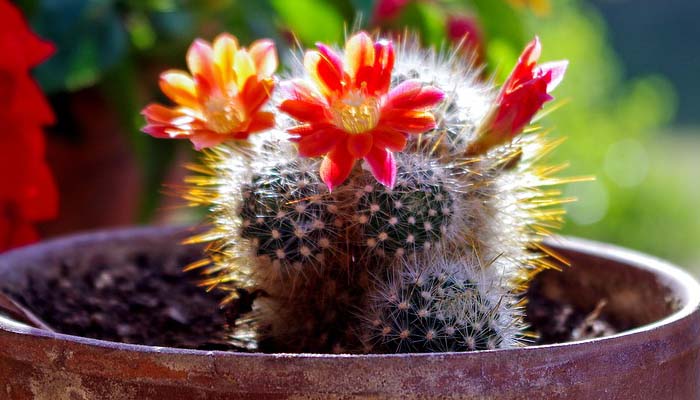 planta carnosa para gatos 