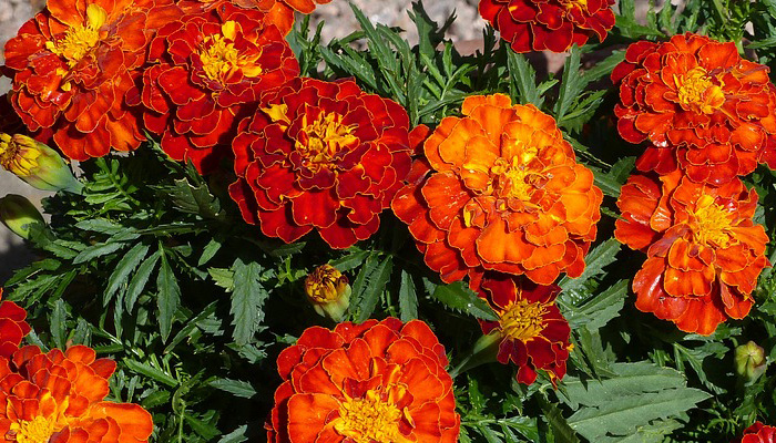 Marigoldos (caléndulas)