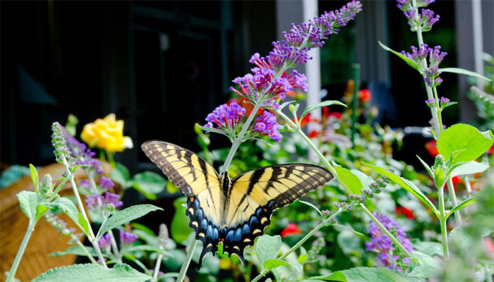 Arbusto de las mariposas