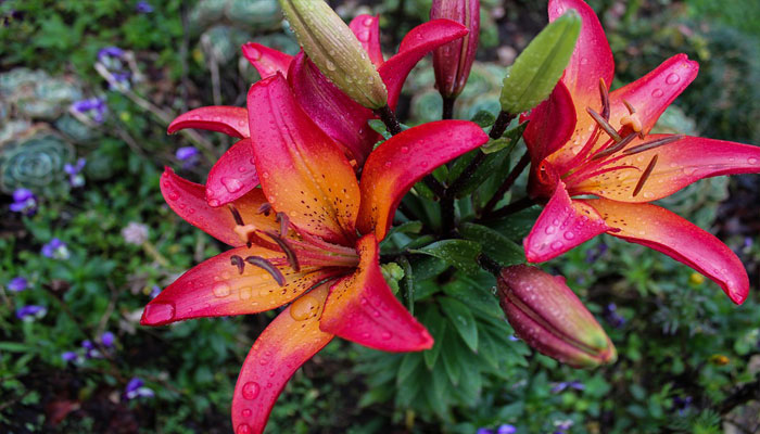 plantas para jardín externo