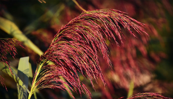 Hierba Pluma Reed