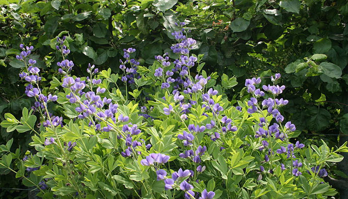 Plantas para jardín exterior 