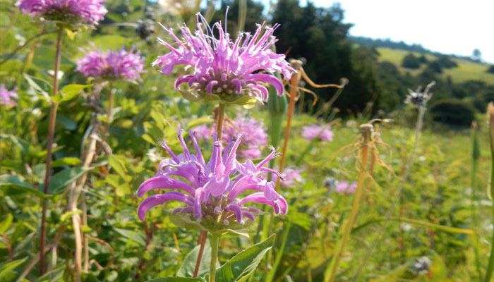 Balsamo de abeja