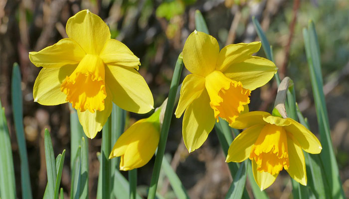 Narcisos