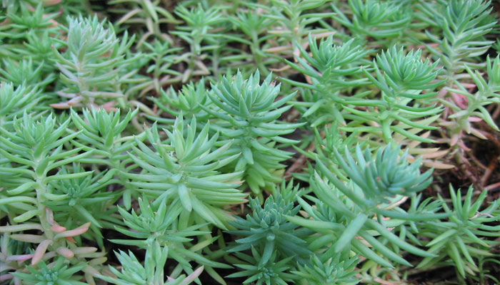 Plantas para jardín exterior 