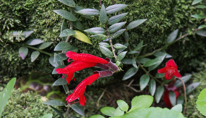 Aeschynanthus radicans