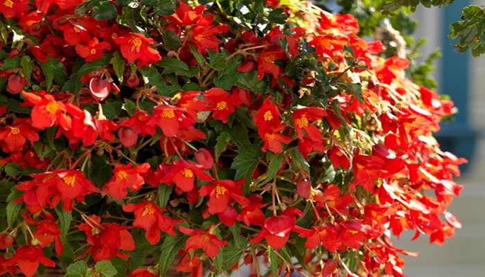 Begonia bertini