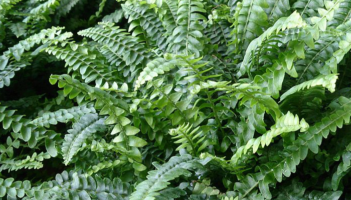 Boston Fern (Nephrolepis exaltata)