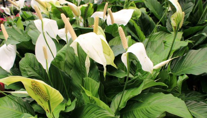 Lirio de la Paz (Spathiphyllum wallisii)