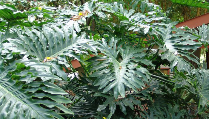 Filodendro (Philodendron sp.)