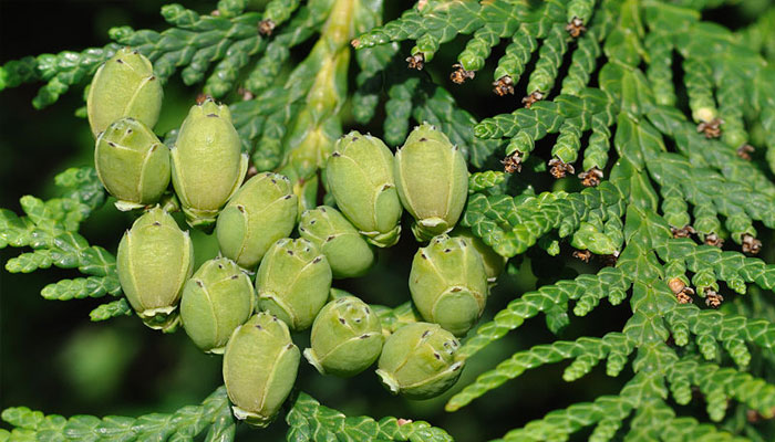 Arborvitae esmeralda