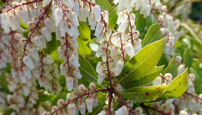 Pieris japonica