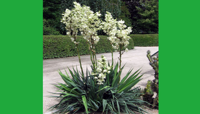 Plantas para jardineras