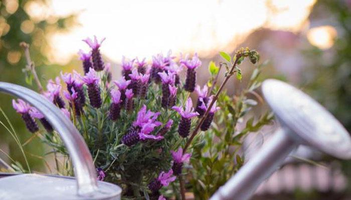 Lavanda planta aromatica para exteriores