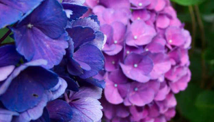 Hortensia planta colorida para jardin exterior