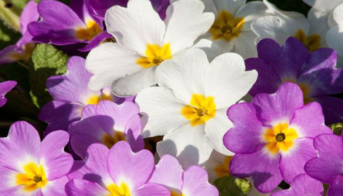 Prímulas planta de flores coloridas para jardin exterior