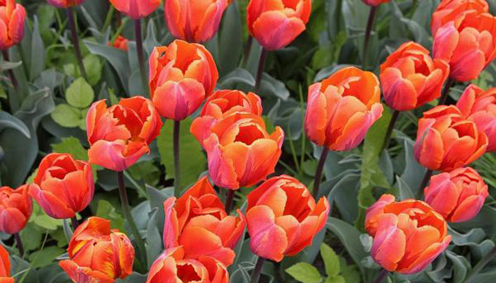 Tulipan planta para exterior perenne