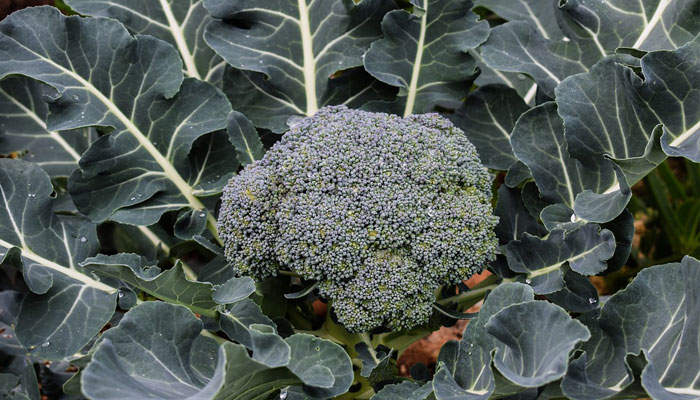 Broccoli