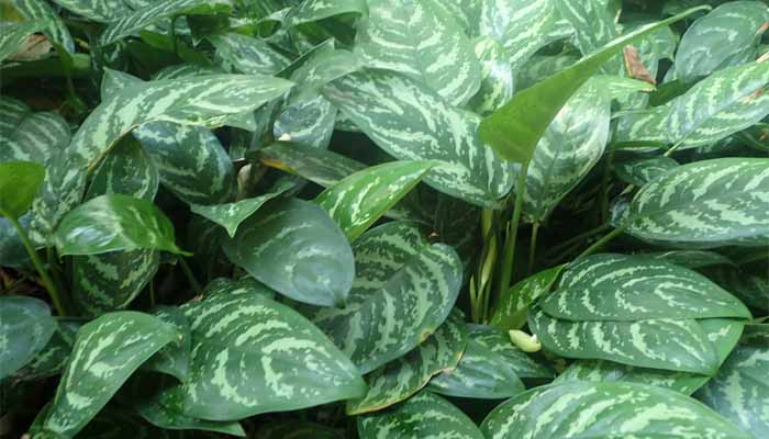 Aglaonema planta para la cocina