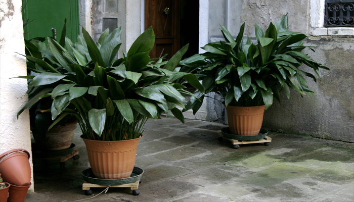 Aspidistra elatior planra para decorar cocina