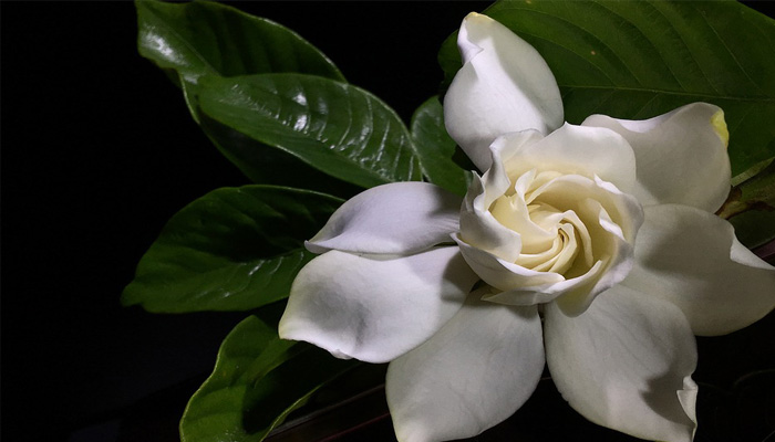 planta con flores para adornar tu cocina Jazmin Blanco