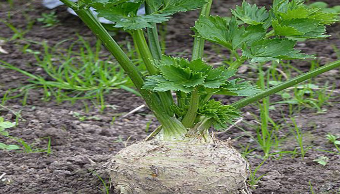 planta que baja la presión