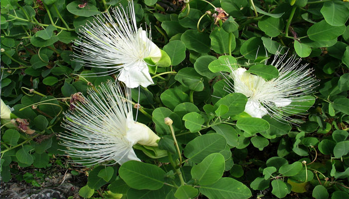 planta para la presión arterial