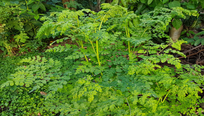 plantas que bajan la presión 