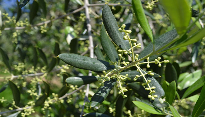 planta que baja la tensión