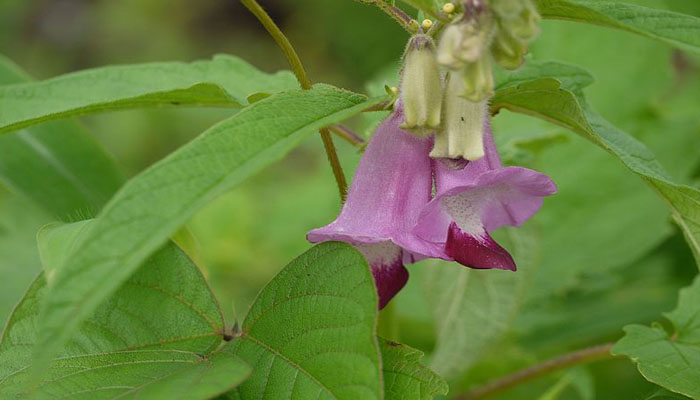 planta para controlar la tensión