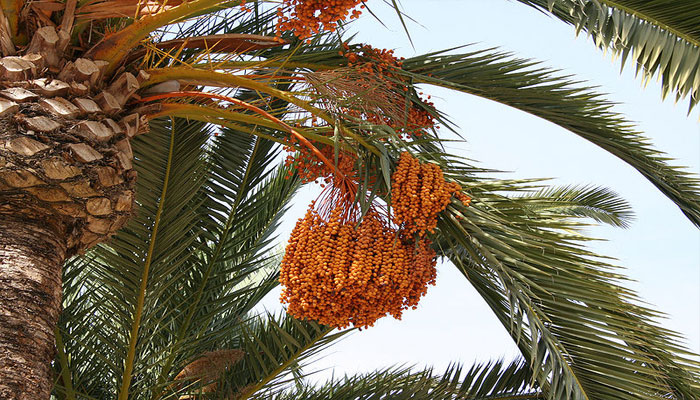 Arbol de Frutos que sirven para la Tos