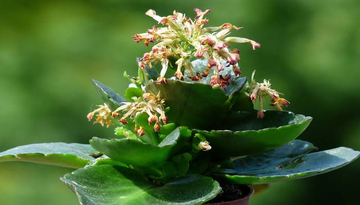 Kalanchoe en flor (Kalanchoe blossfeldiana)