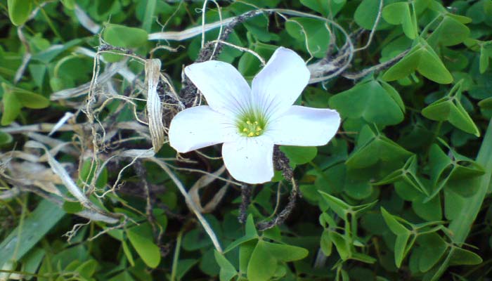 Oxalis incarnata