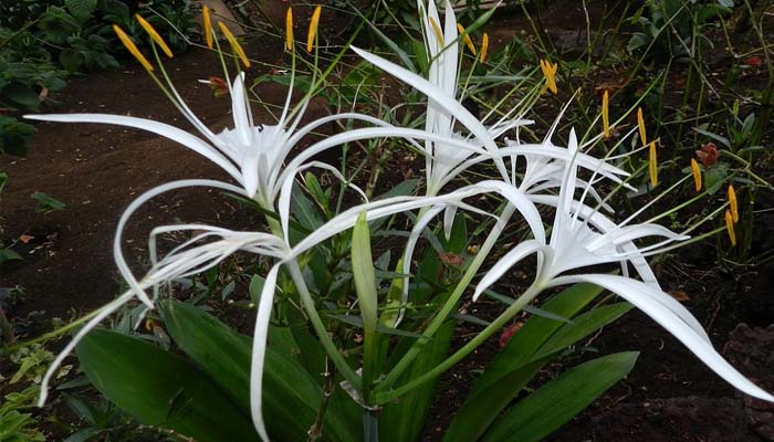 Planta Araña (Chlorophytum comosum)