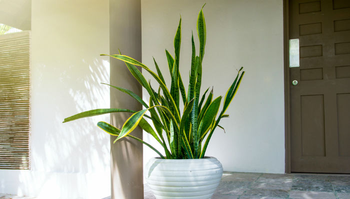 Sansevieria trifasciata planta de oficina