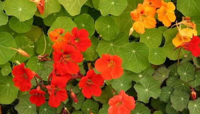 Nasturtium